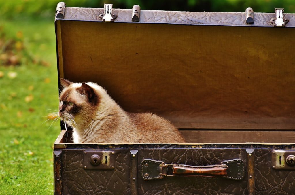 Suitcase Pet Bed