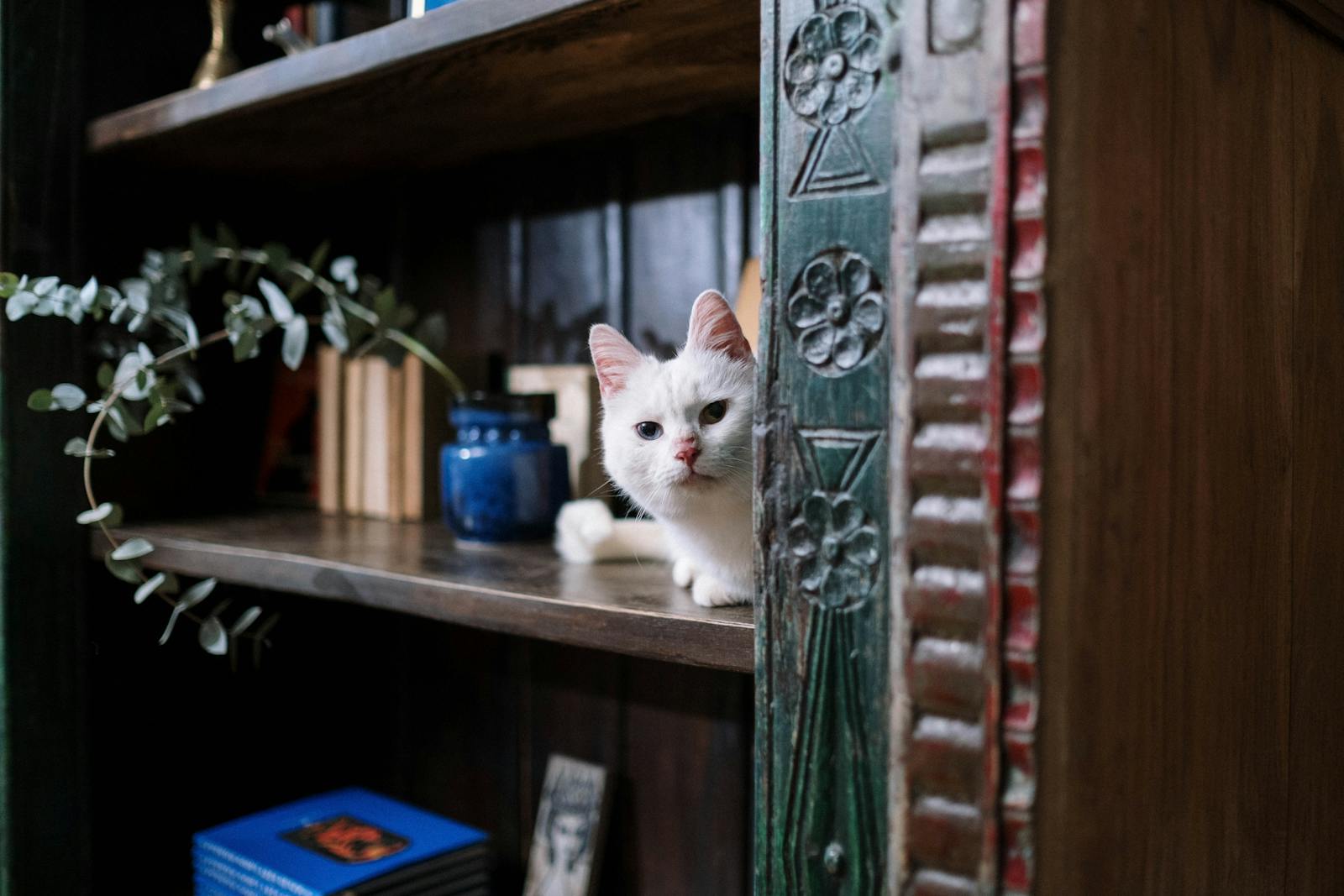 Charming white cat curiously peeking from a cozy indoor bookshelf setting.