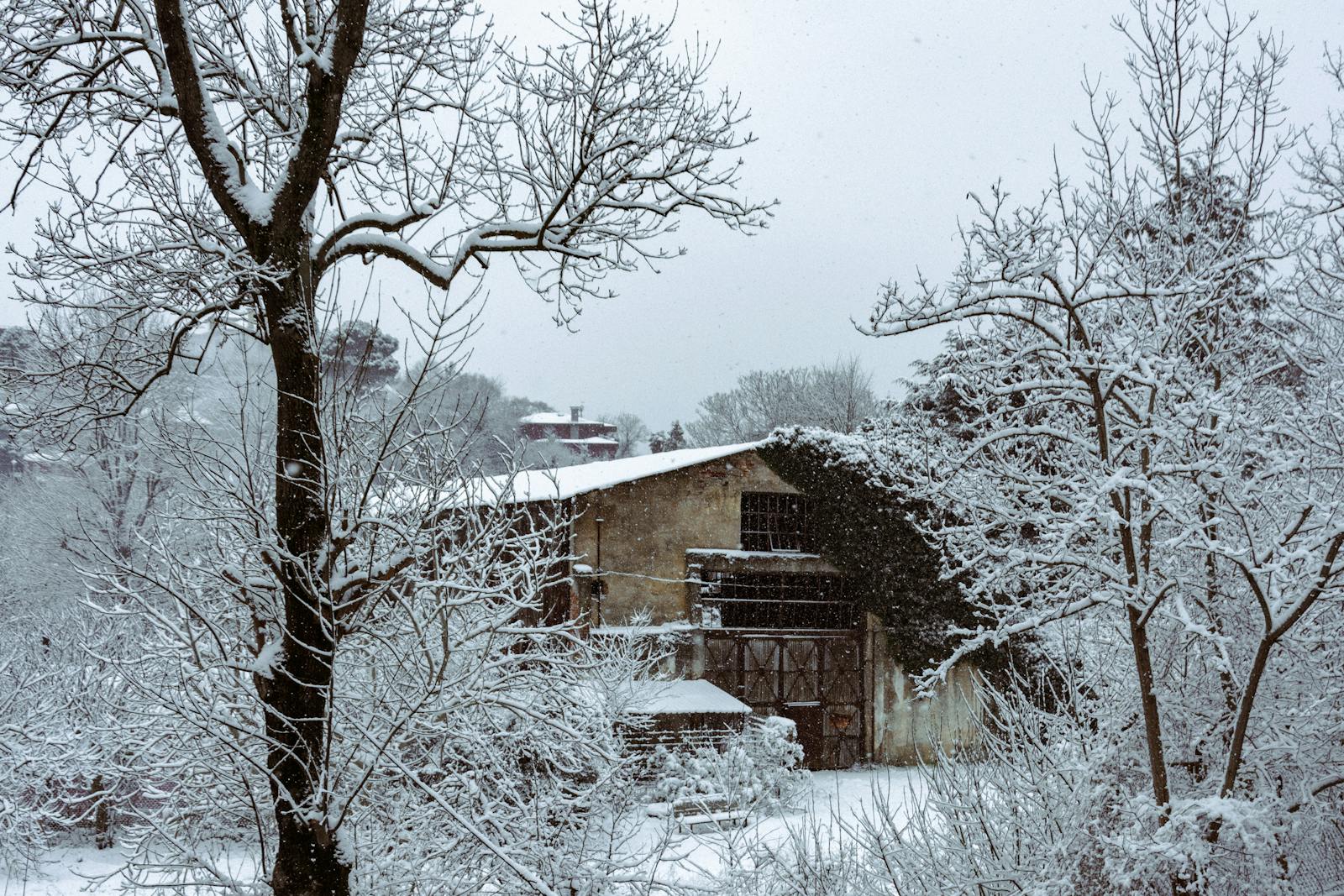 A rustic house surrounded by snow-covered trees in a serene winter landscape.