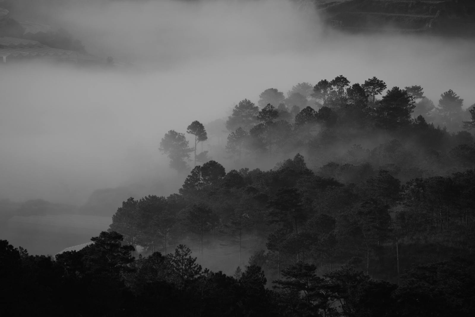 Explore this black and white photo of a misty forest, capturing atmospheric fog and serene nature.