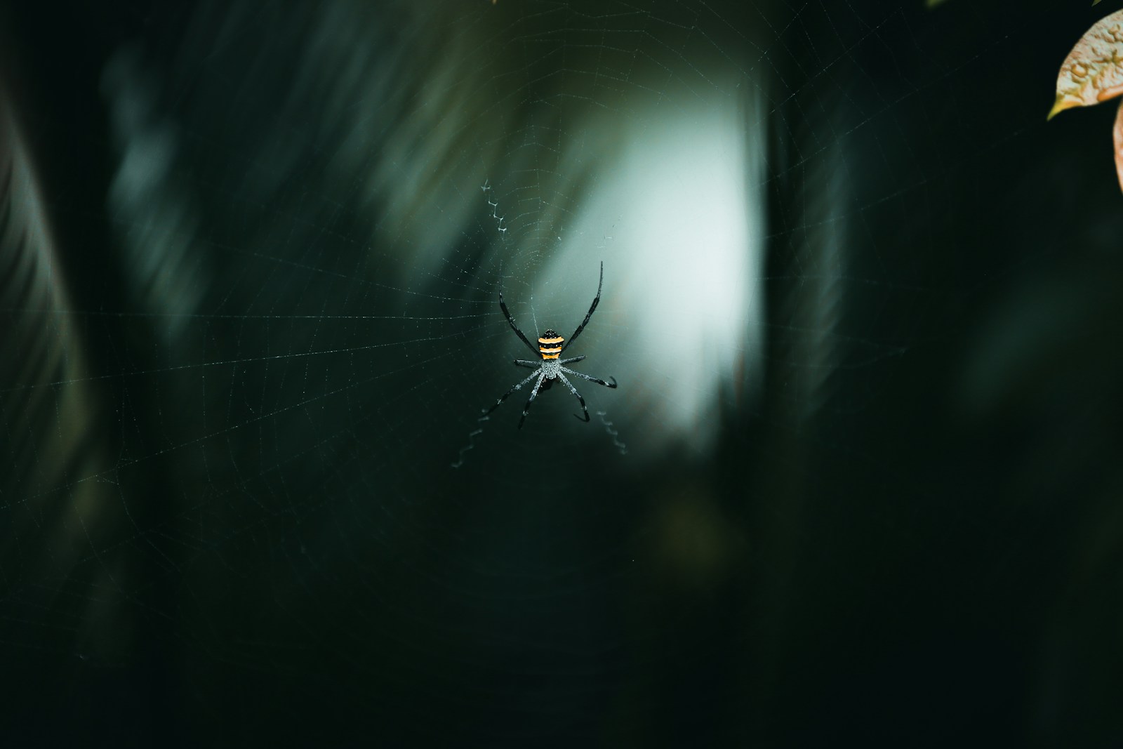a black and yellow spider sitting on its web