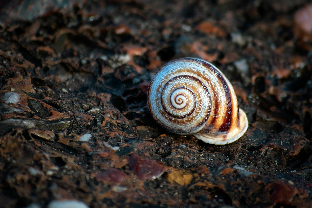 snail, shell, stones, texture, nature, spiral, shape
