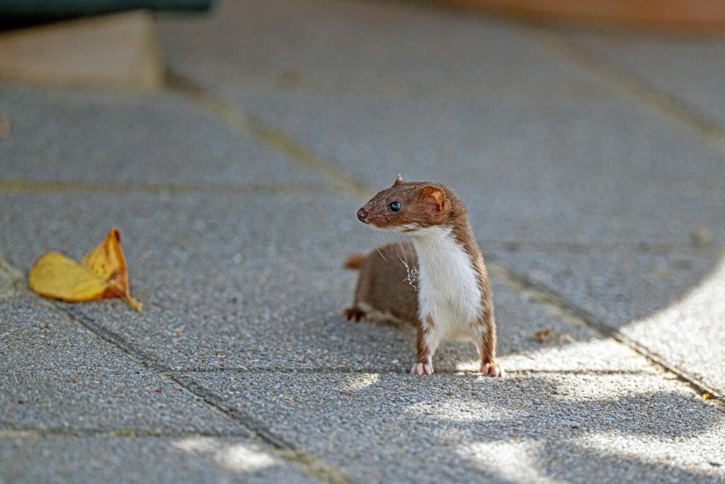 A curious weasel stands on pavement, casting a shadow in Cuxhaven, Germany.