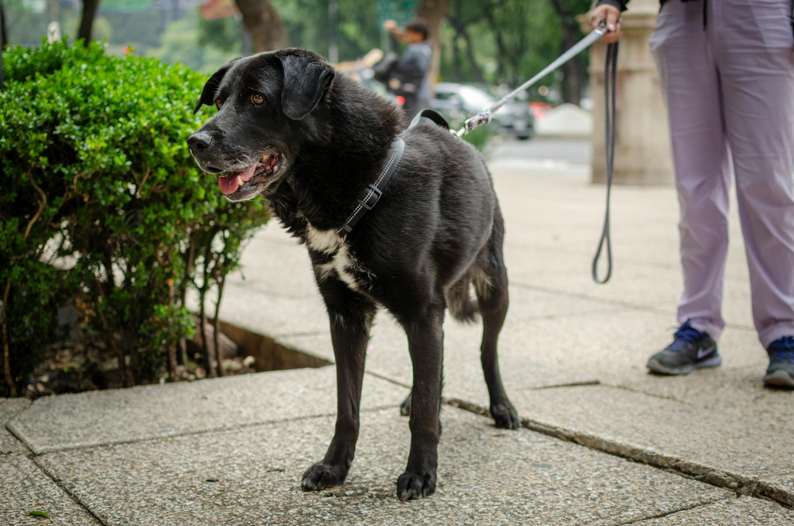 Large black dog with leash held by owner standing on park pathway.