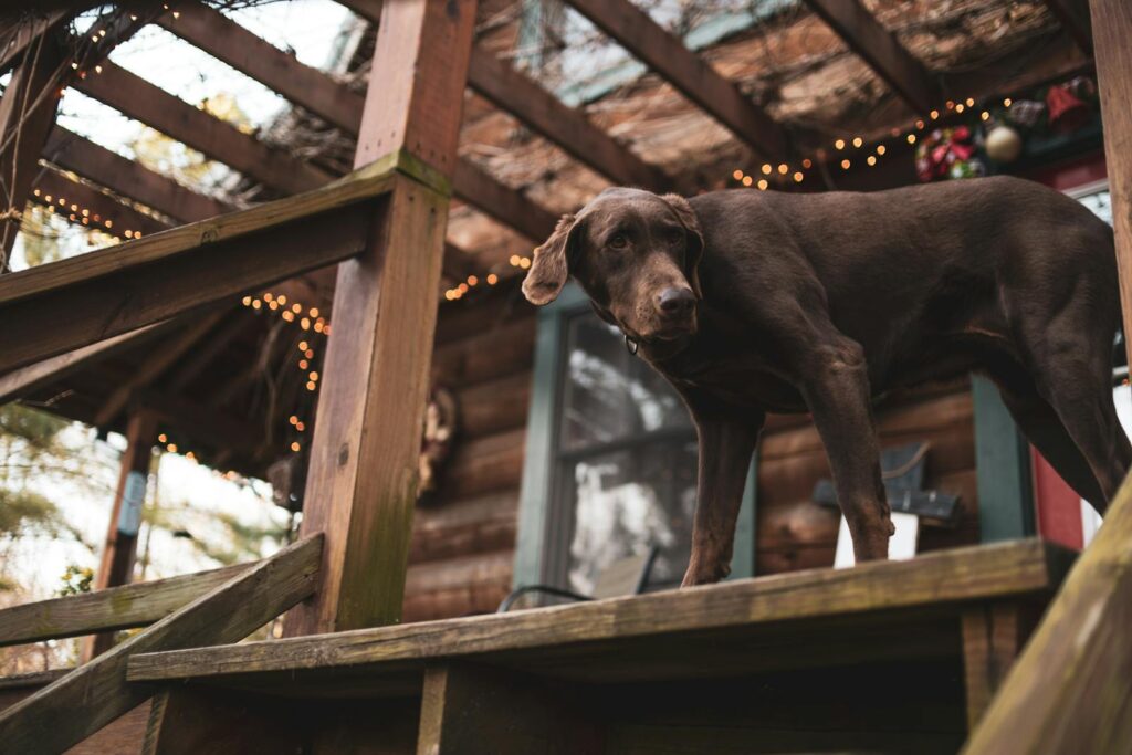 A brown Labrador stands on cabin steps with festive lights, exuding warmth.