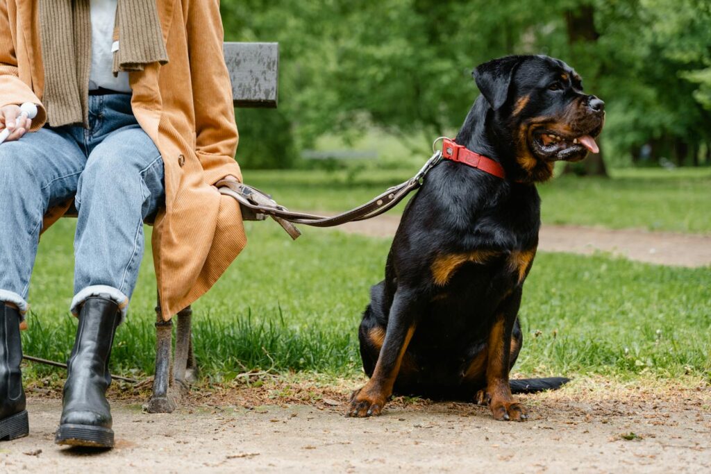 Rottweiler on leash sitting by owner on a bench in a lush green park.