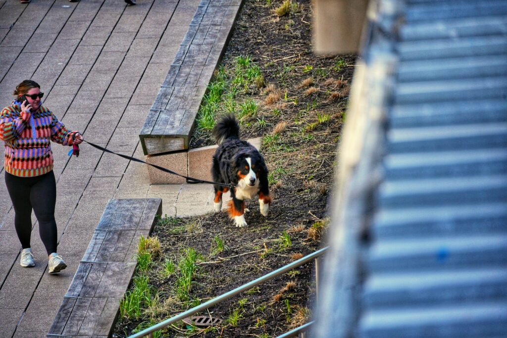 a woman walking a dog on a leash