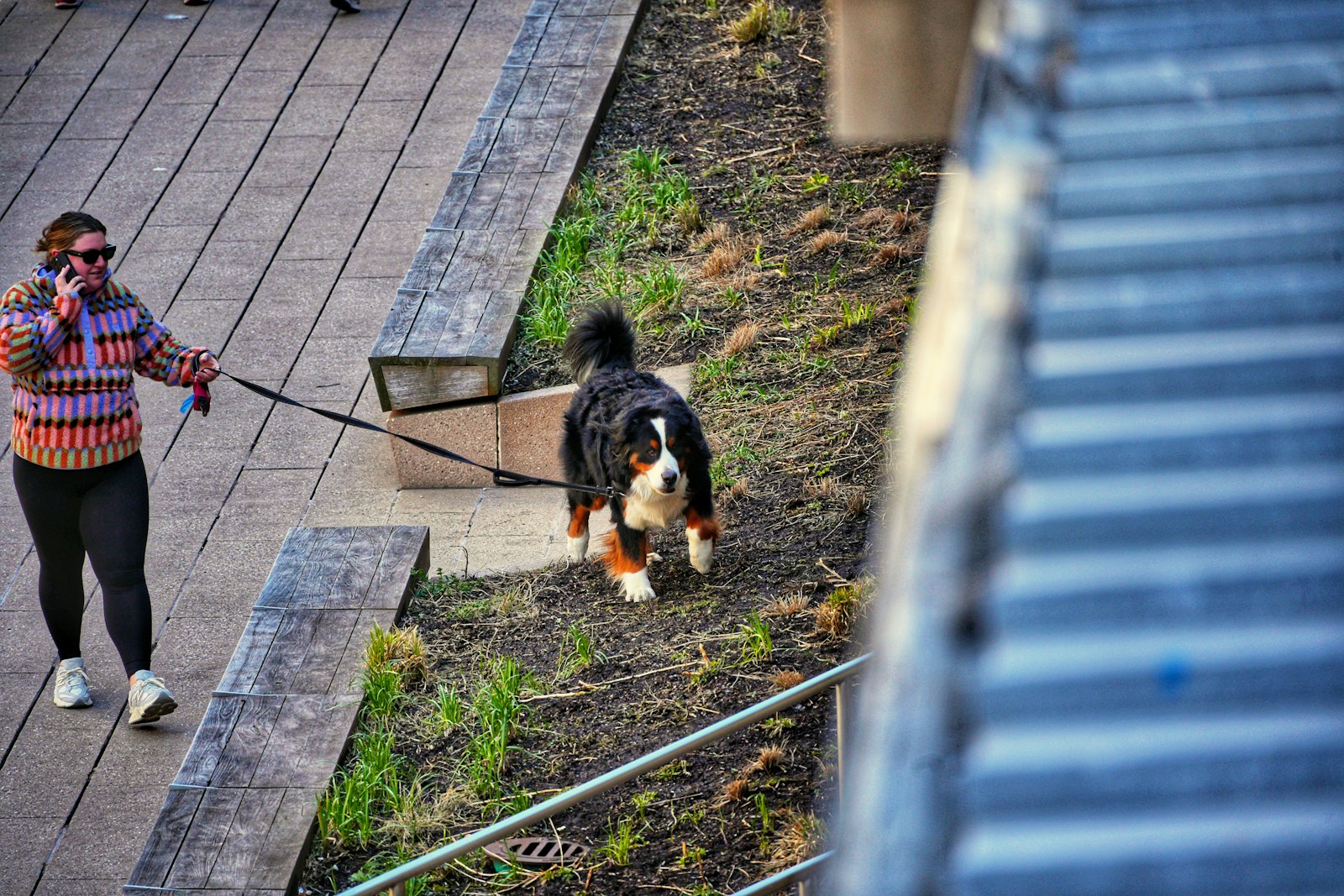 a woman walking a dog on a leash