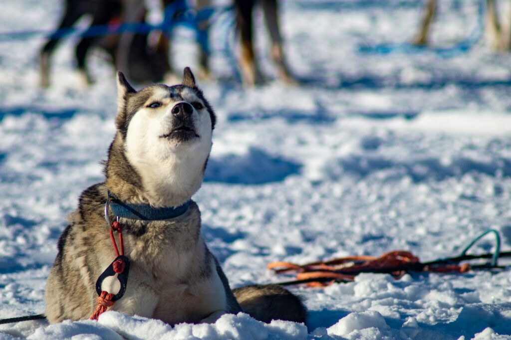 a husky dog is sitting in the snow
