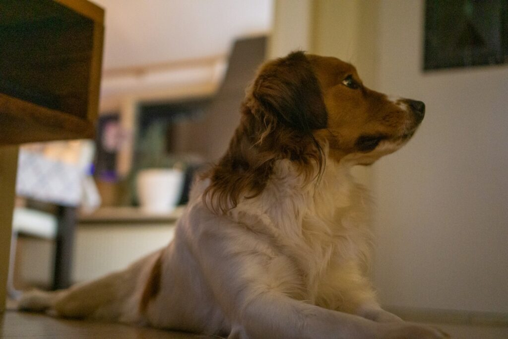 a brown and white dog laying on the floor