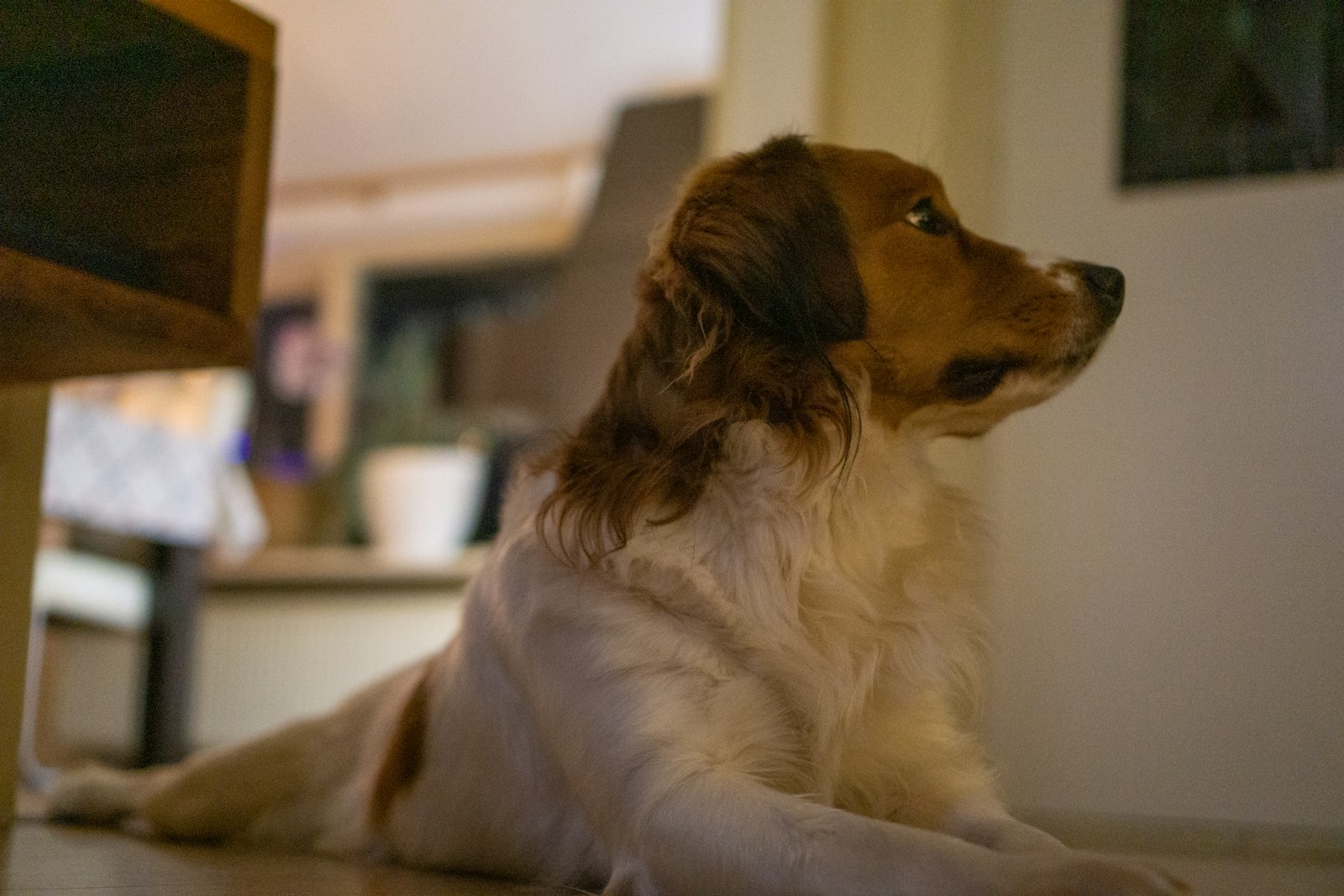 a brown and white dog laying on the floor