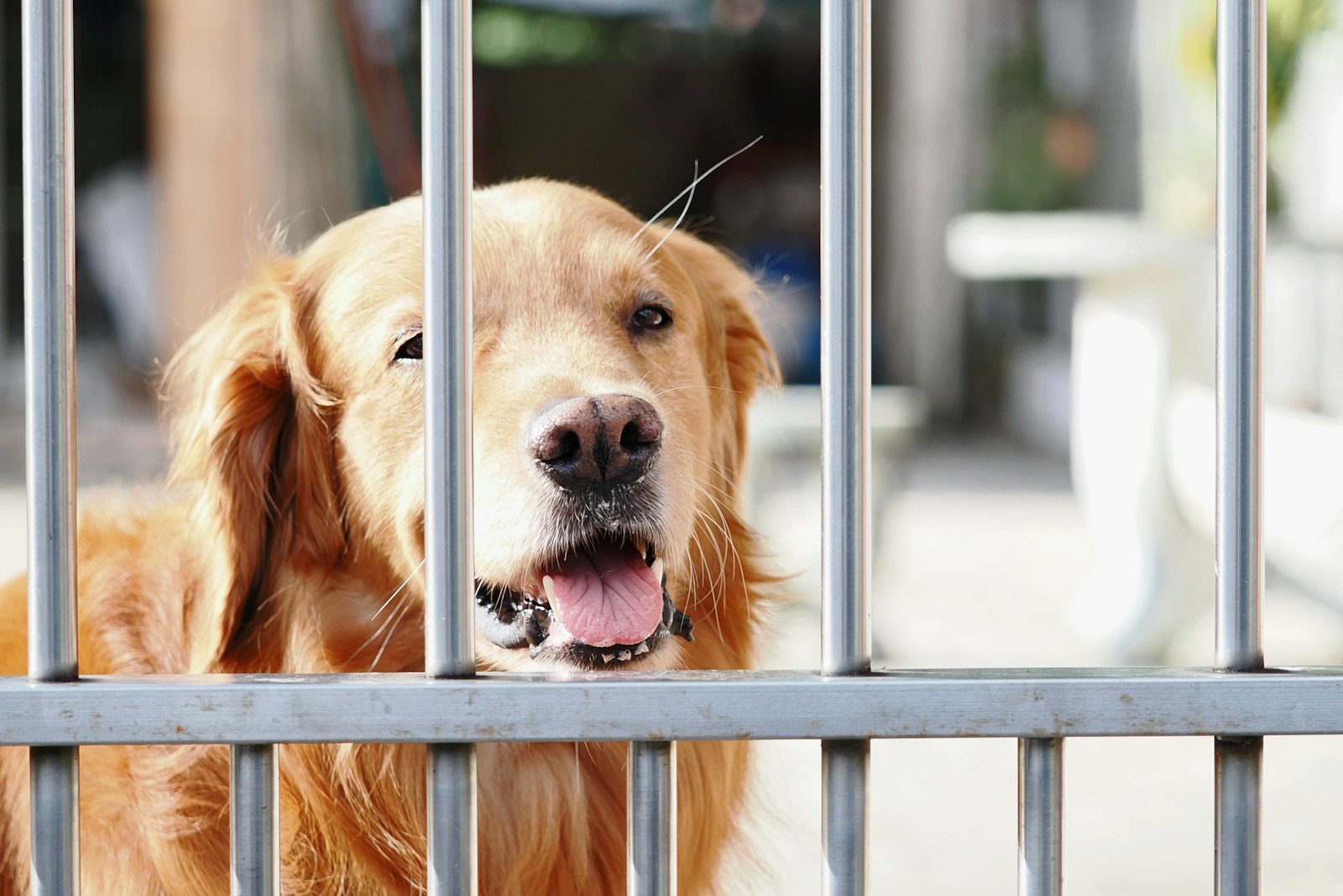Golden retriever behind metal bars