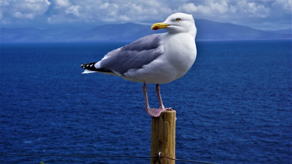 A seagull perched on a wooden post with the ocean and mountains in the background in Dingle, Ireland.