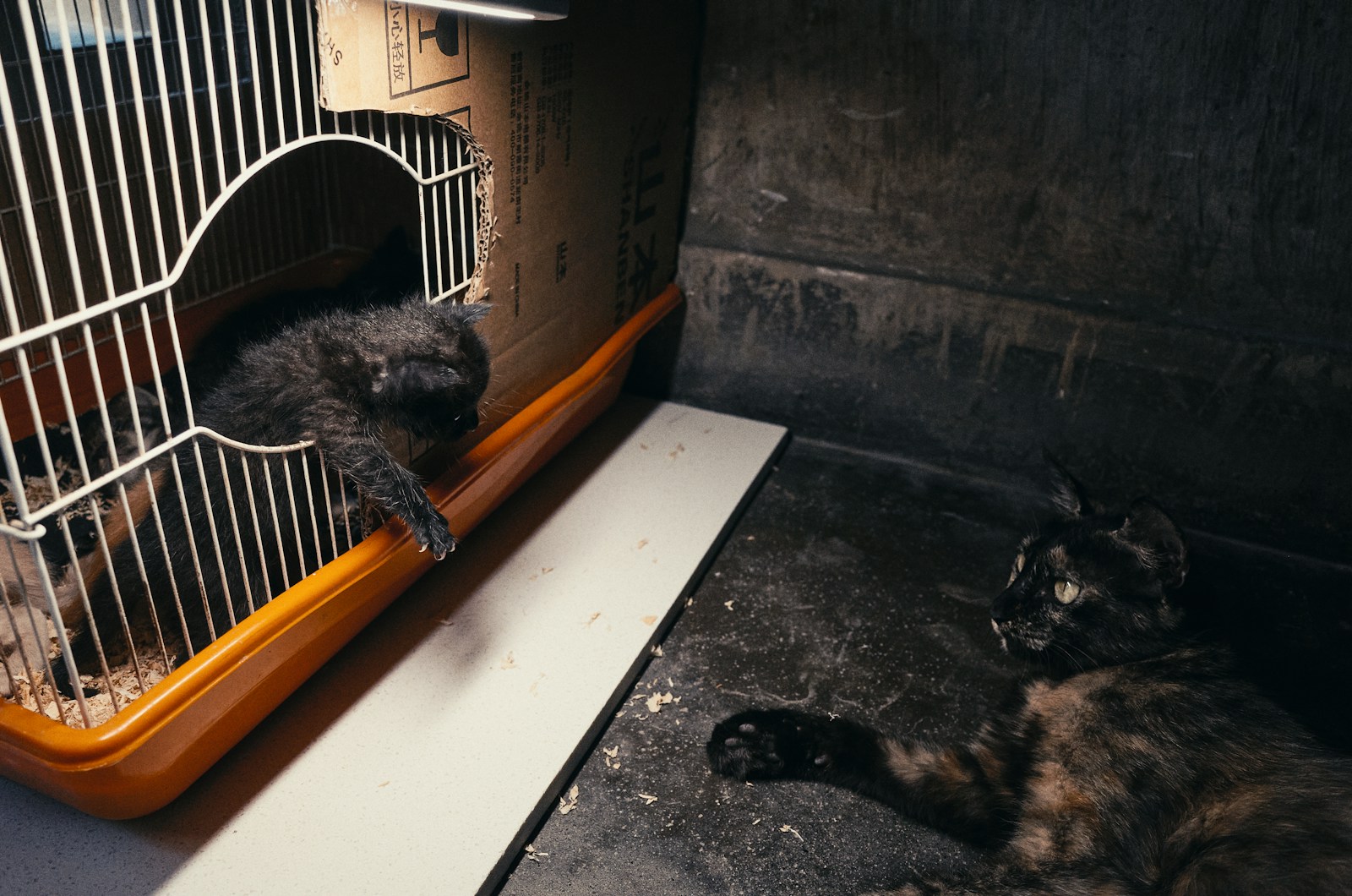 a cat laying on the ground in front of a cage
