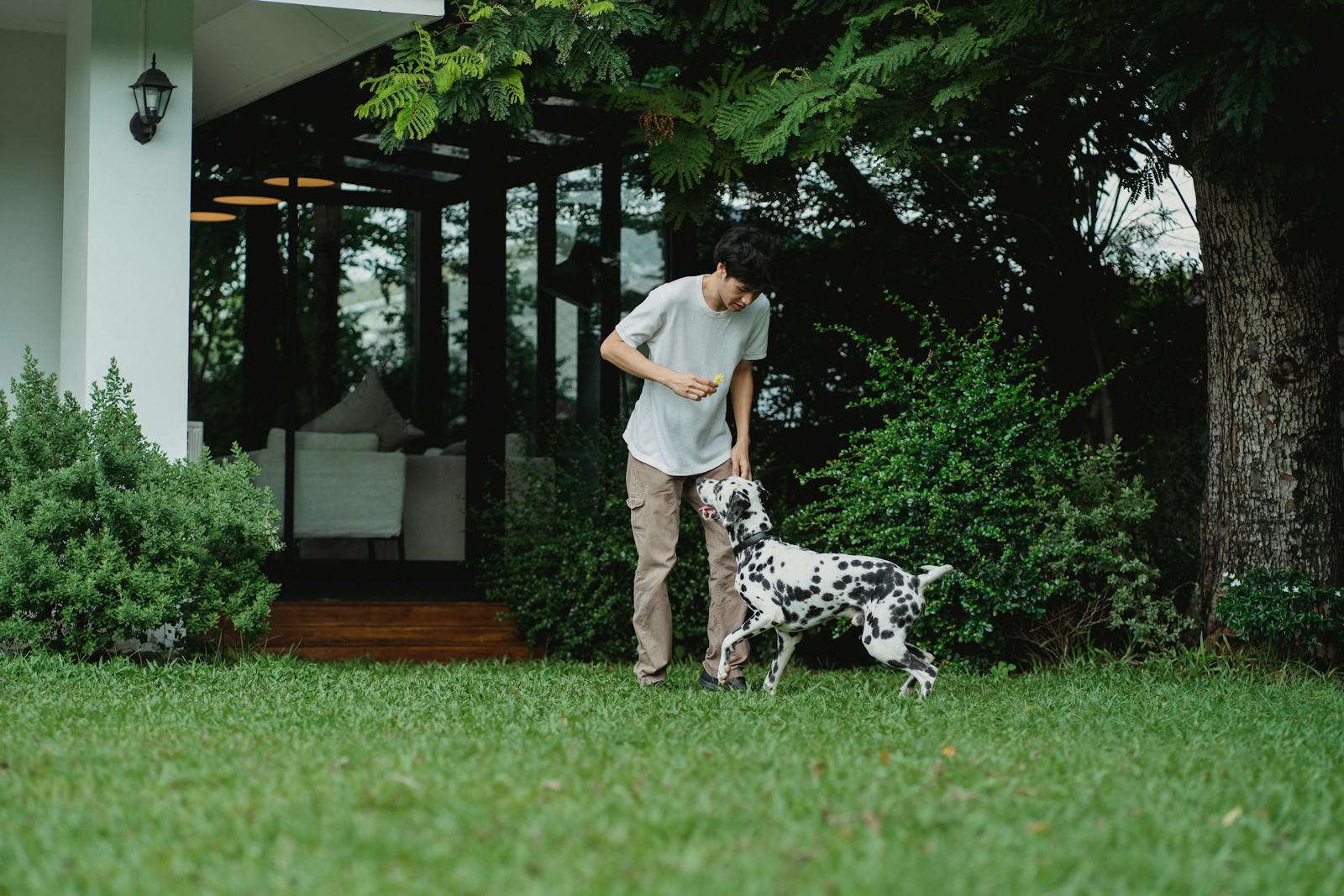 A man enjoying playful interaction with a Dalmatian dog in a lush green backyard setting.