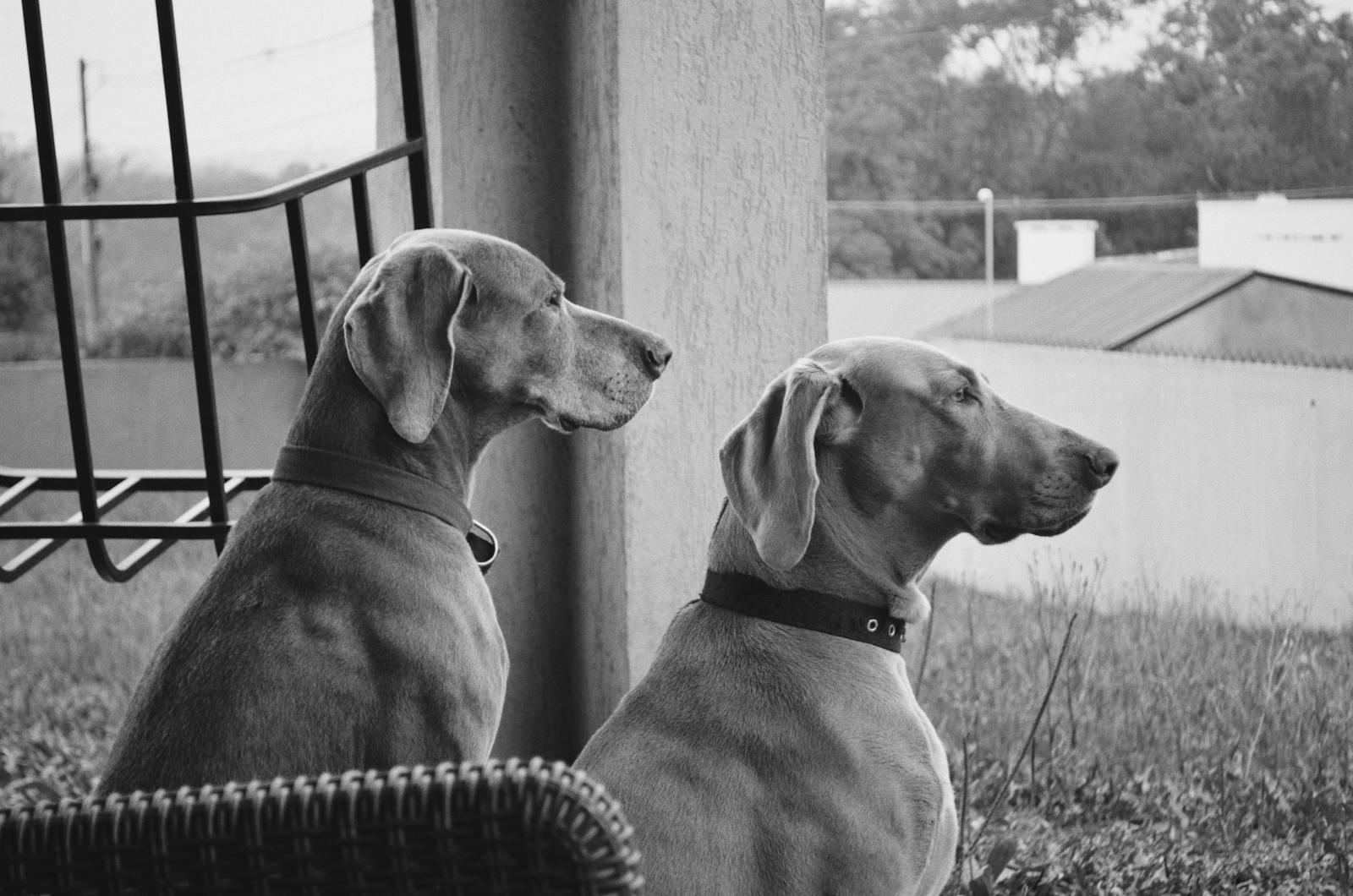 Two Weimaraners attentively gaze into the distance, captured in grayscale.