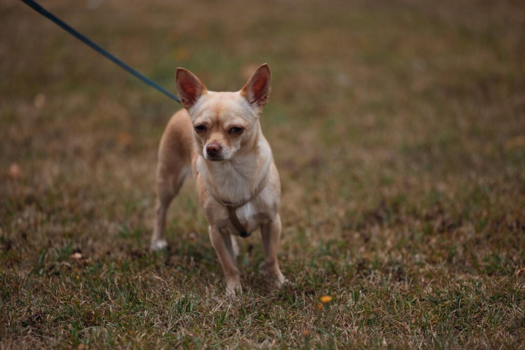 A small Chihuahua dog on a leash standing on grassy ground.