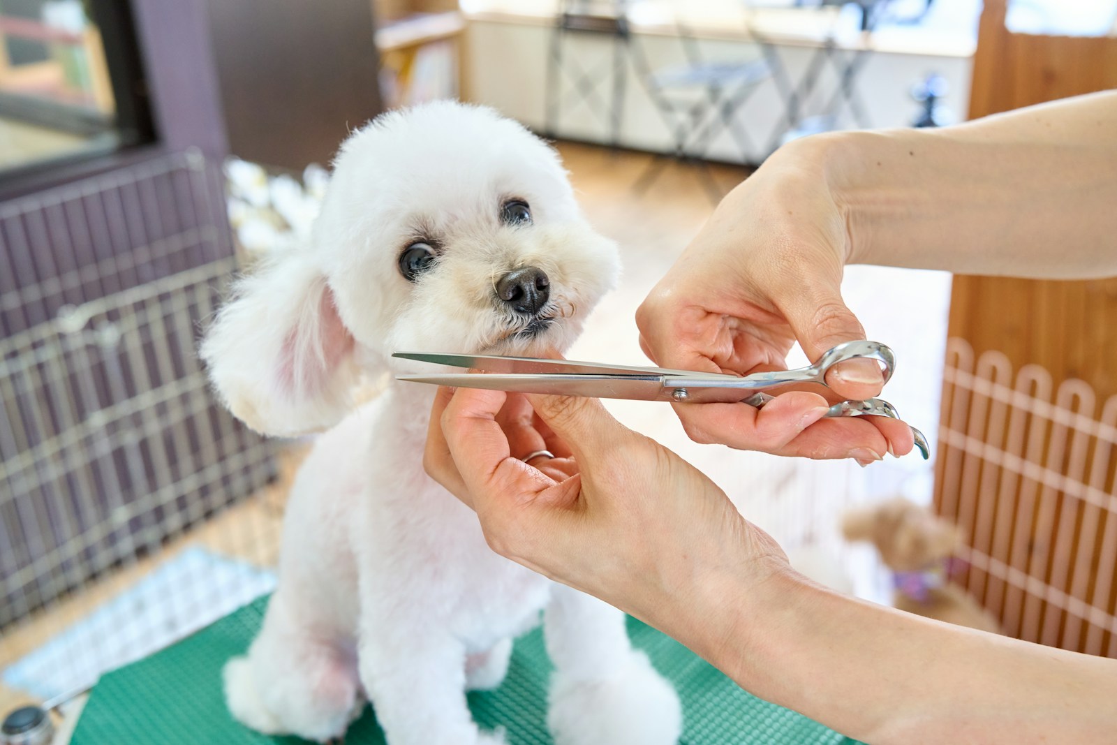Adult Daughter Diagnosed With MS Had to Shut Down the Dog Grooming Business Her Mom Pulled Her Into and Promised to Learn — Mom Now Tells Everyone Her Daughter Just Walked Out, Leaving Out the MS Diagnosis Entirely