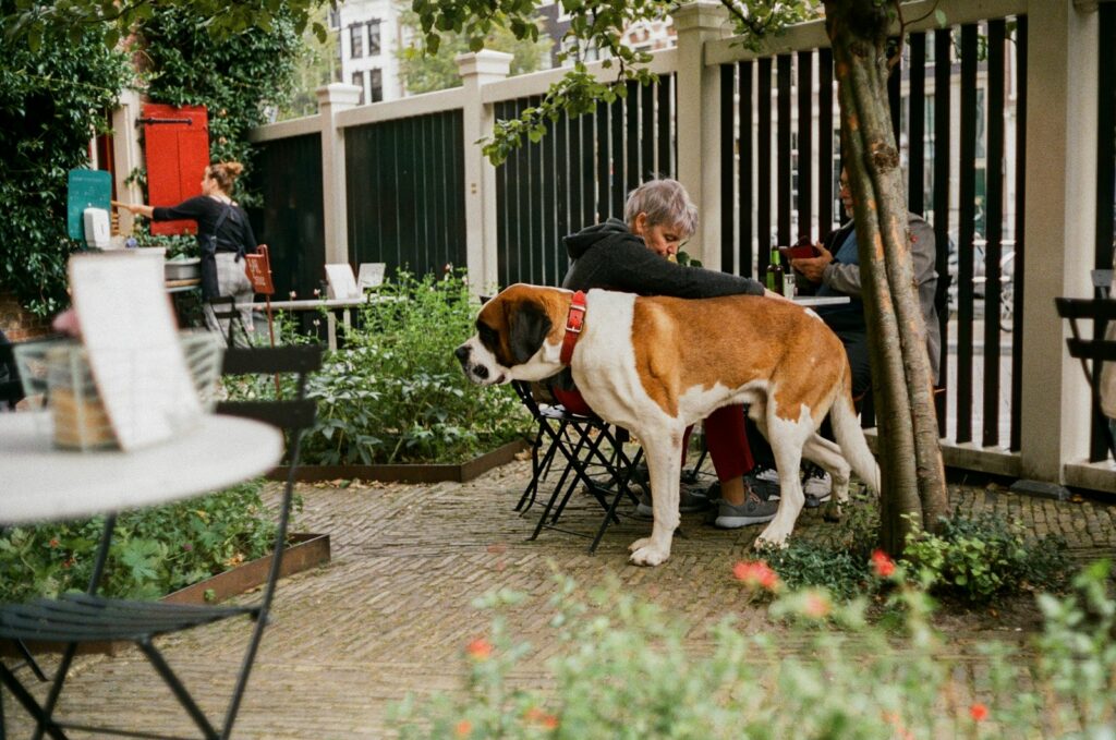 a man sitting at a table with a dog on his back