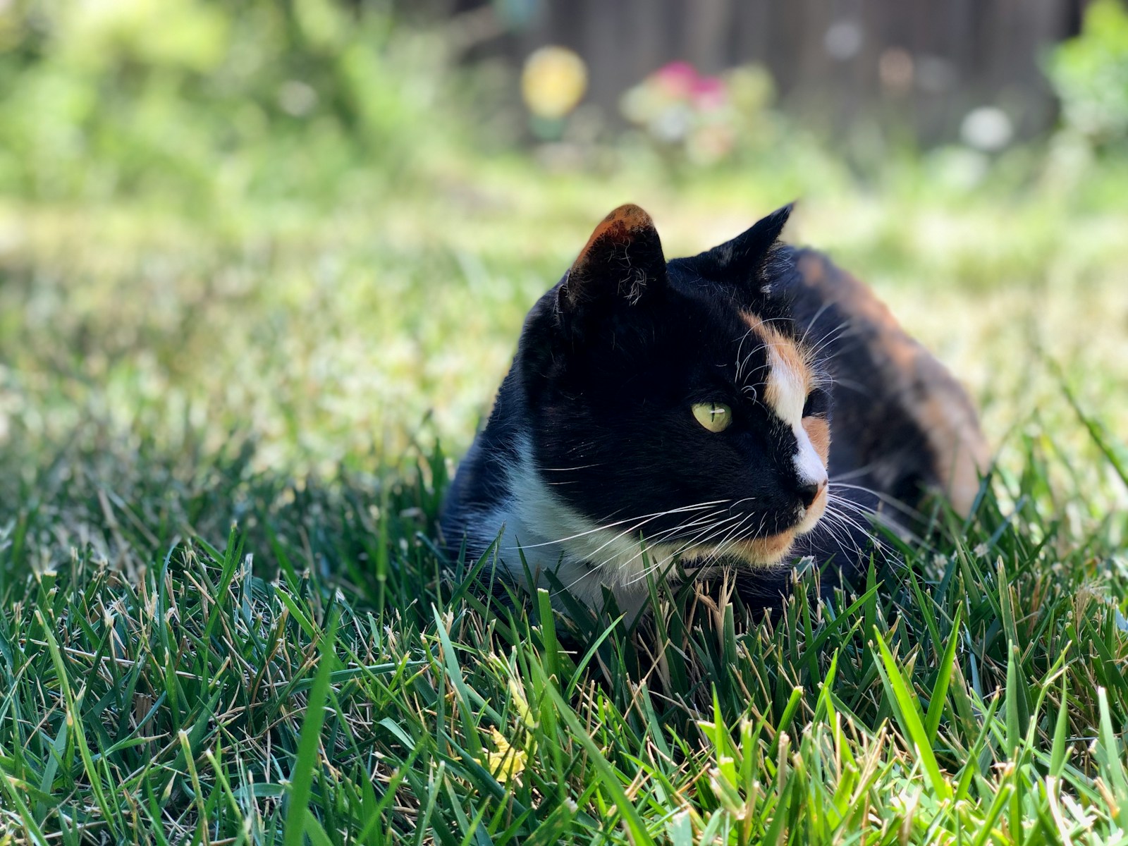 Neighbor’s Unfixed Outdoor Cats Destroy A Rabbit Nest, And The Homeowner Has Camera Footage Of Them Coming And Going