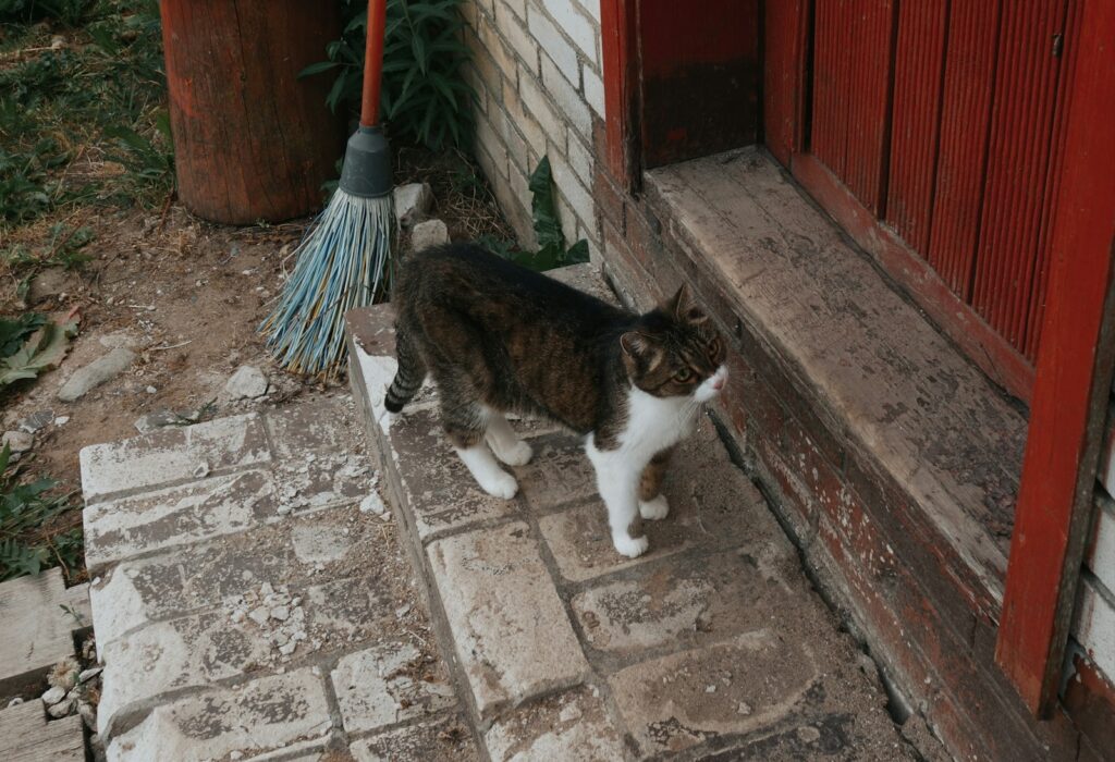 a cat that is standing on some bricks