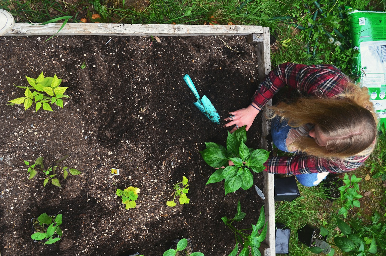 Military Housing Says Her Garden Can’t Be In Pots, So She Plants Oregano “In The Ground” And Lets The Invasive Herb Take Over After Moving