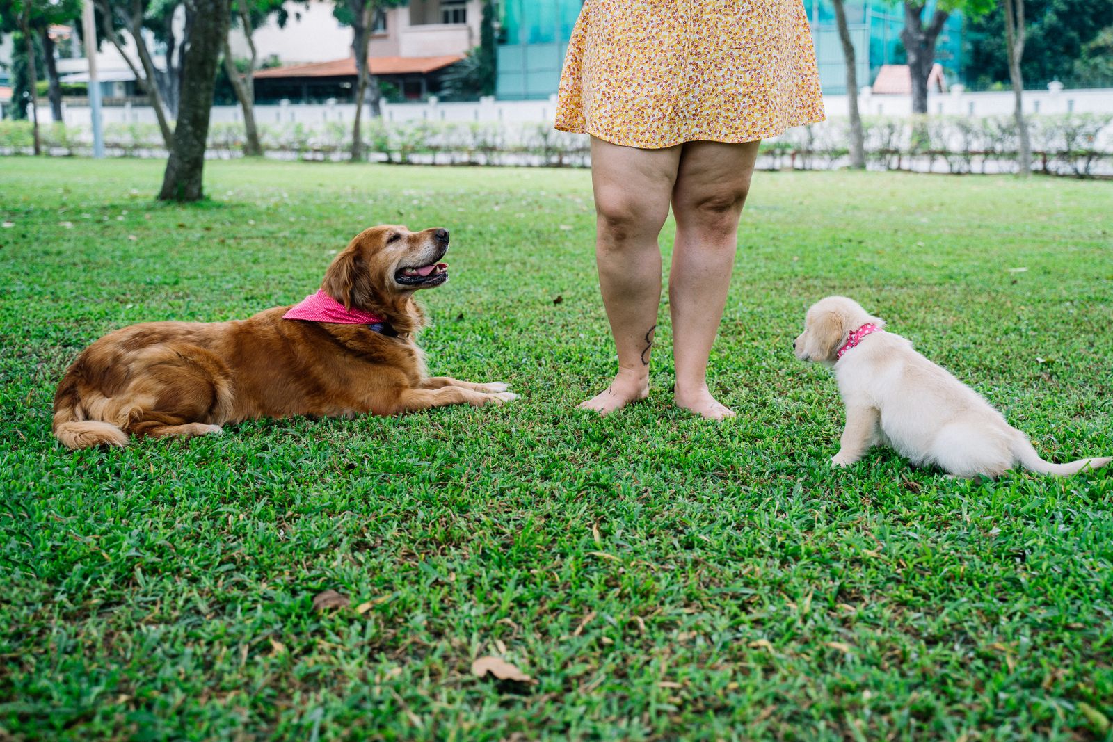 A woman stands barefoot in a park with a golden retriever and a puppy, showcasing a joyful outdoor moment.