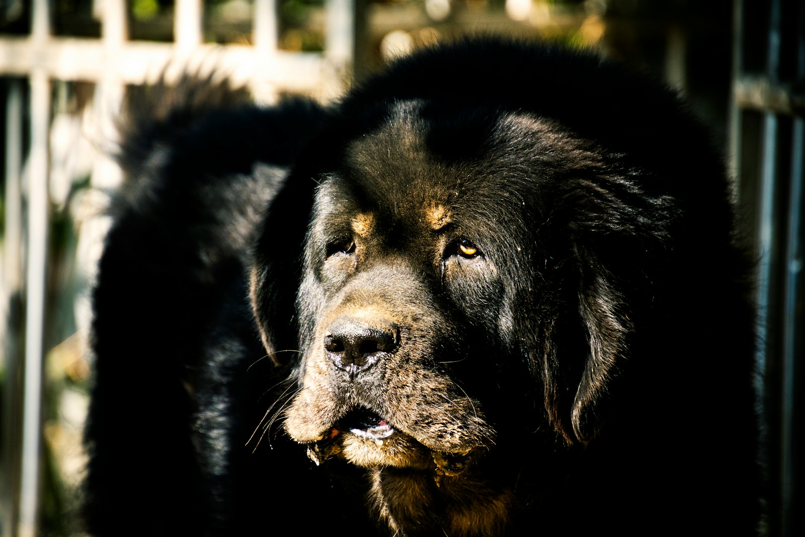 black and brown long coated dog