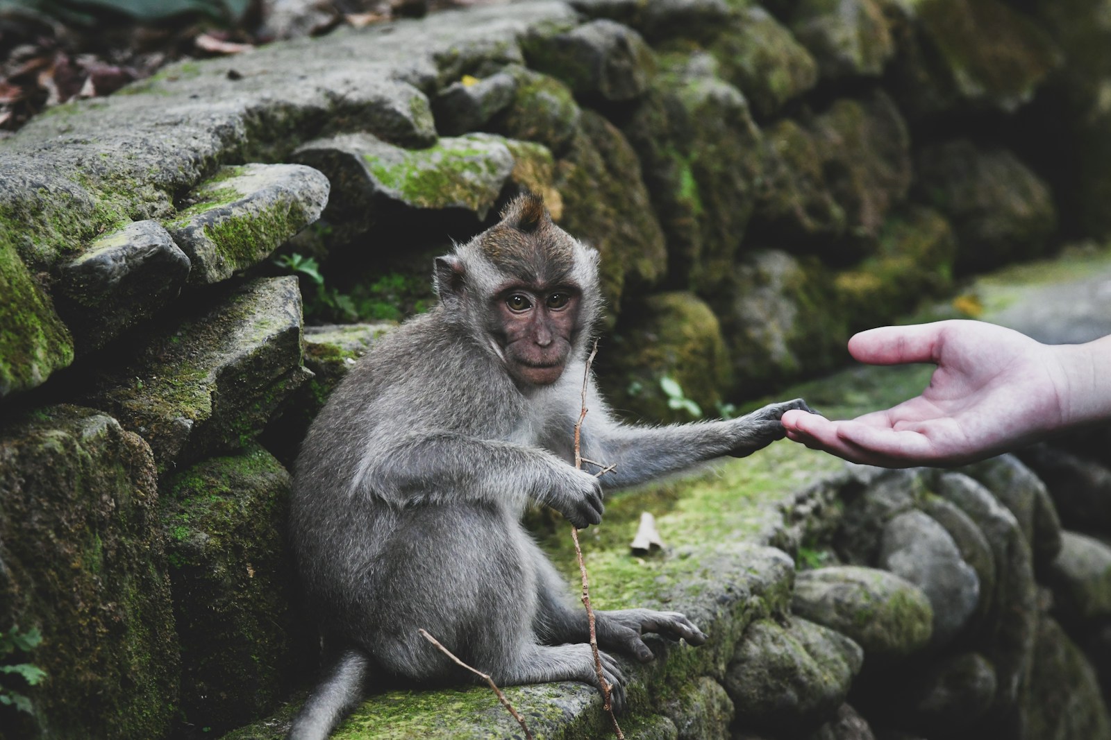 gray monkey on gray rock