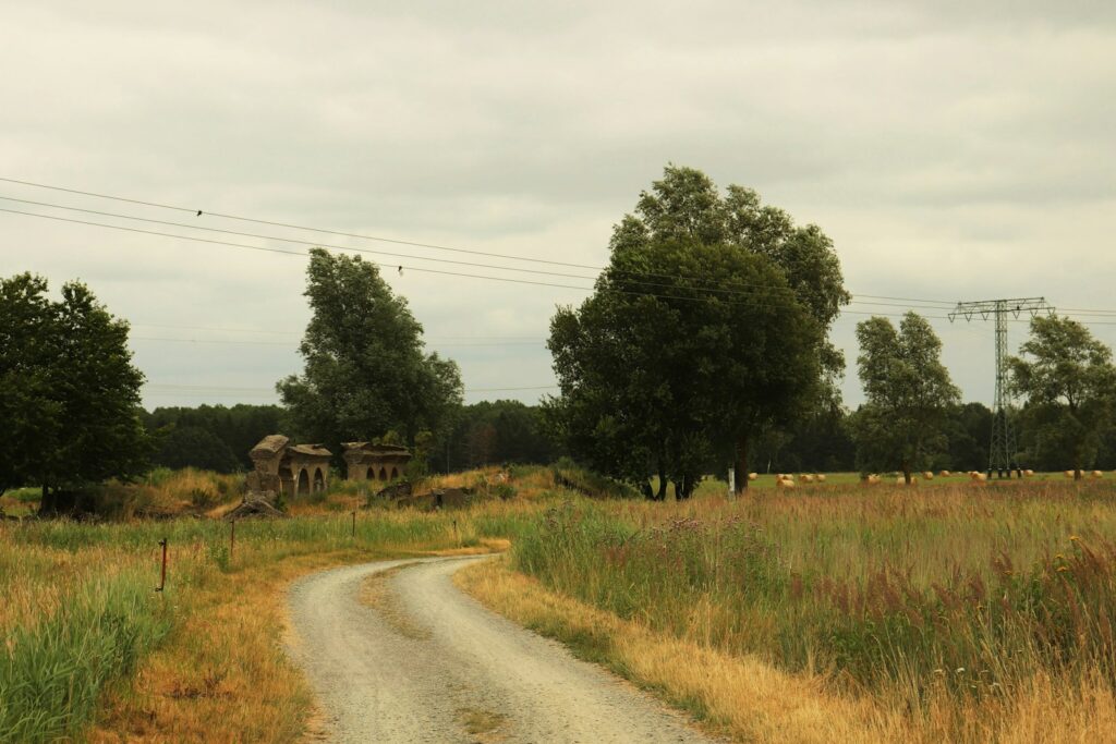A dirt road in the middle of a grassy field