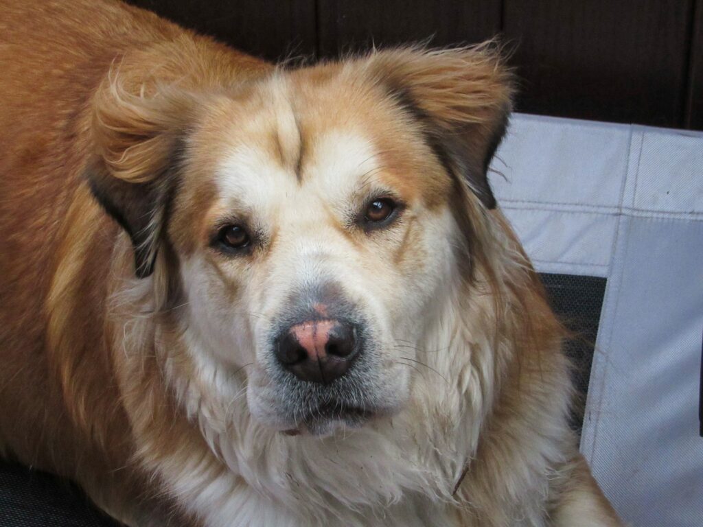 a dog lying down