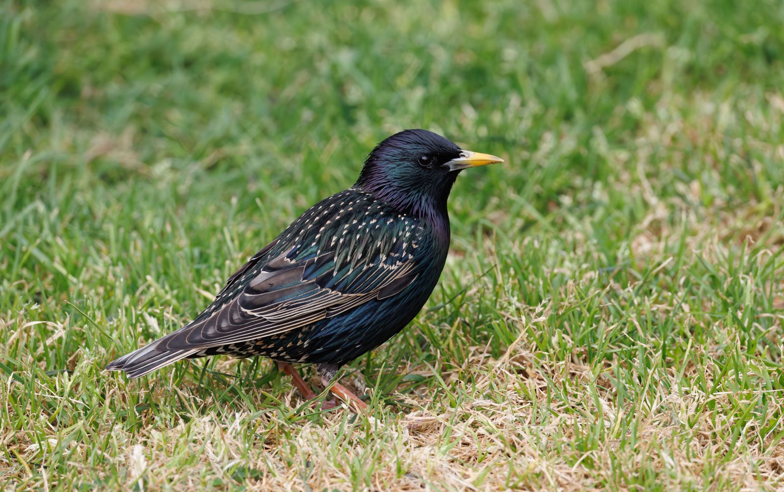 Detailed shot of a European starling standing on a grassy field, showcasing its iridescent plumage.