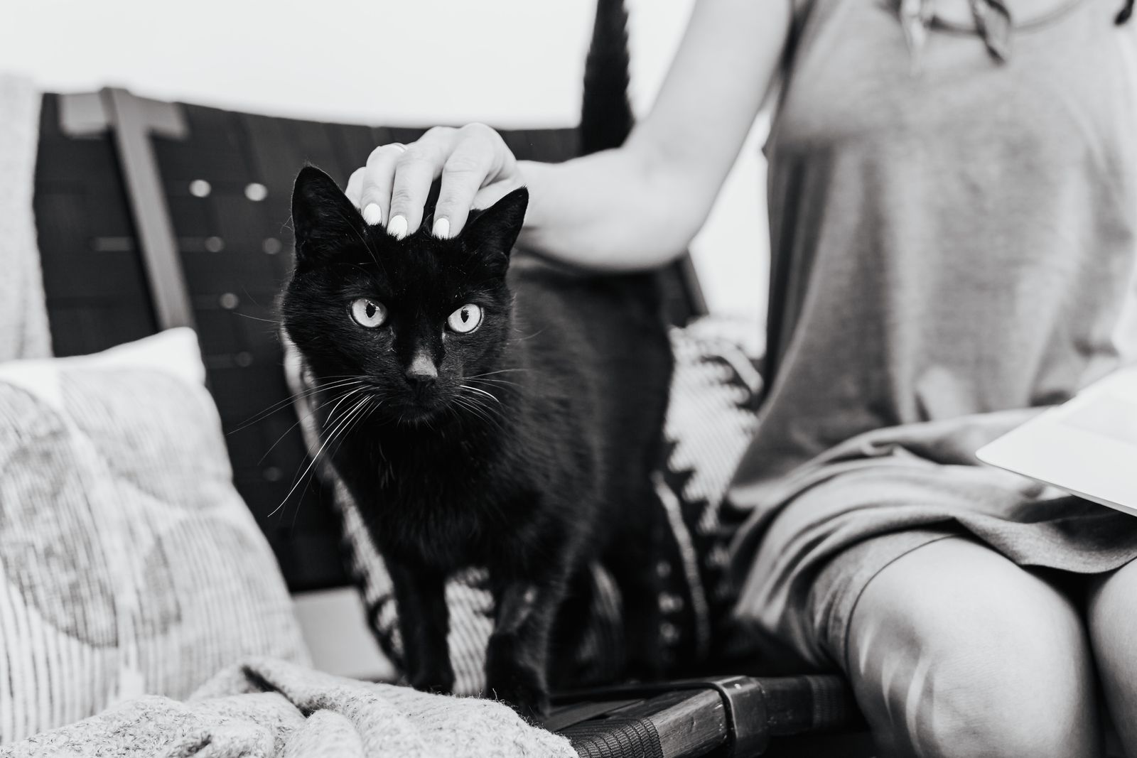 Black and white photo of a black cat being petted by a woman indoors.