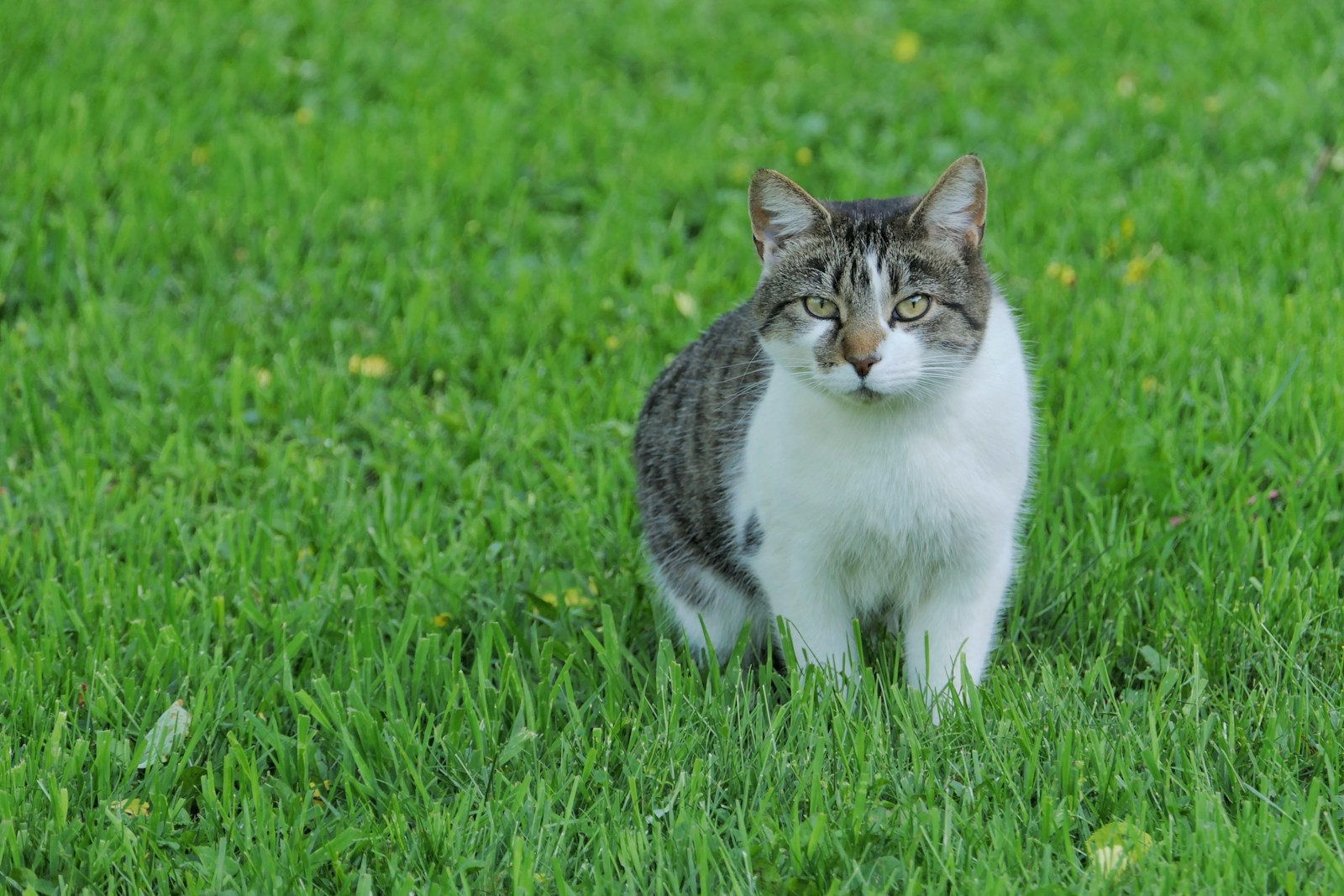 A cat sits in the green grass.